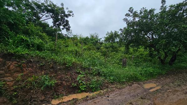 Terreno - Venda, CEP: 55820-000, LAGOA DO CARRO, PE